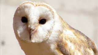 Owl sounds   Amazing Nature Sounds 10 hours