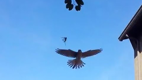 Huge Grasshopper Eaten by Bird in Flight