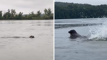 Angry seal attempts to chase off kayakers #shorts