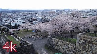 鳥取城の桜 '16 トットリ街歩き 鳥取城 検索動画24 鳥取城の桜 '16 トットリ街歩き 鳥取城 検索動画 24