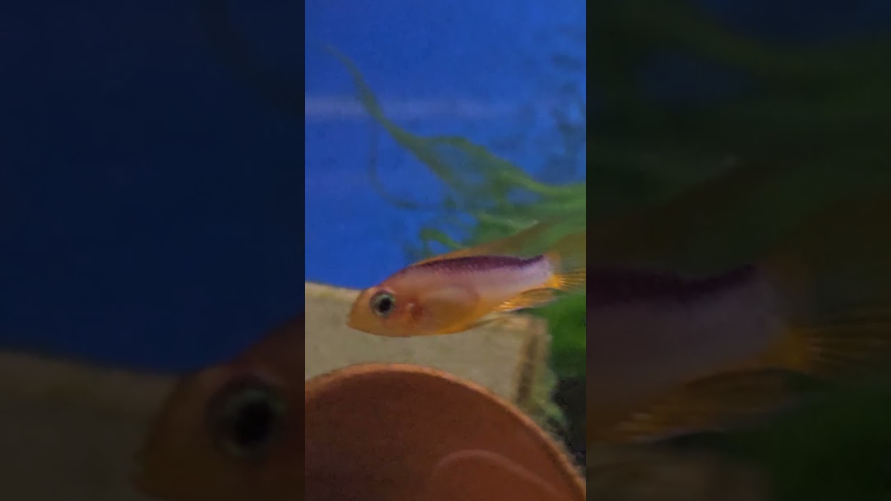 Wow..  Fish color changes before your eyes.