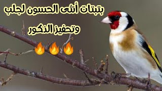 صوت أنثى الحسون لتحفيز الذكور وجذب انتباههم