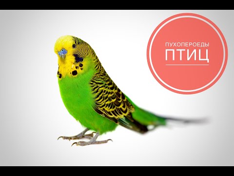Пухопероеды птиц