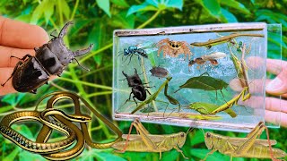 Hunting TOP leaf Insects in Backyard