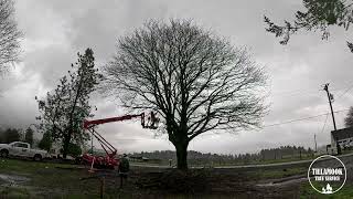Watch the Clouds Roll In! Norway Maple Pruning Timelapse 🌲⏳