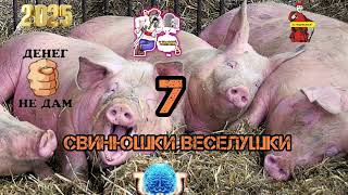 видео: СВИНУШКИ ВЕСЕЛУШКИ# 7.МЫКОЛА! ИНТЕЛЕКТА НЕТ СОВСЕМ. КАК ТЫ РАЗВОДИШЬ-ЗАГАДКА.. КОМУ ТО ОЧЕНЬ ГАДКО.. картинка: СВИНУШКИ ВЕСЕЛУШКИ# 7.МЫКОЛА! ИНТЕЛЕКТА НЕТ СОВСЕМ. КАК ТЫ РАЗВОДИШЬ-ЗАГАДКА.. КОМУ ТО ОЧЕНЬ ГАДКО..