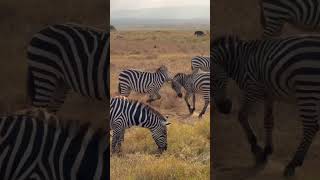 Layover in Nairobi