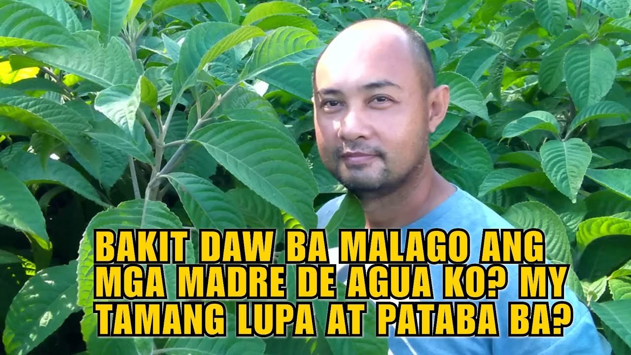 BAKIT DAW BA MALAGO ANG MGA MADRE DE AGUA KO? MY TAMANG LUPA AT PATABA BA?