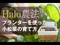 【Halu農法】プランターを使った小松菜の育て方 -How to plant Komatsuna using a Halu farming method planter.