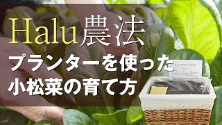 【Halu農法】プランターを使った小松菜の育て方 -How to plant Komatsuna using a Halu farming method planter.
