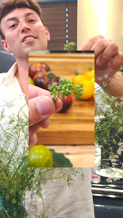 Cilantro berries? These young seed pods taste like a cilantro and coriander seed hybrid.
