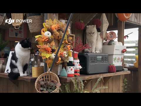 DJI Power 1000V2 | Ready for a Cozy Weekend with Cats?