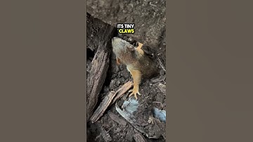 This Guy found Lost Baby Squirrels and Rescued them 😲❤️