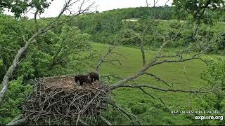 Decorah North 5-31-24 DNF brings fawn parts, goes to the creek