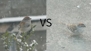 American Tree Sparrow vs. Chipping Sparrow: What’s the Difference?