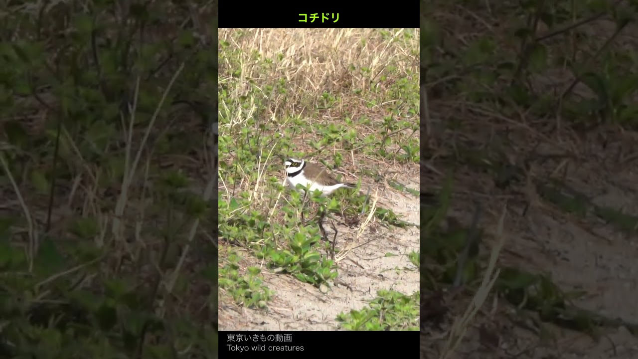 【米子遠征編】コチドリ_怪我のふりして子を守る10秒@mar