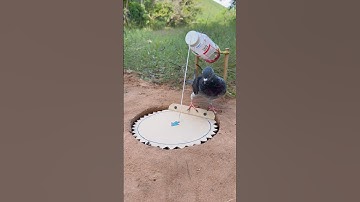 New DIY Bird Trap Using Paper #shorts