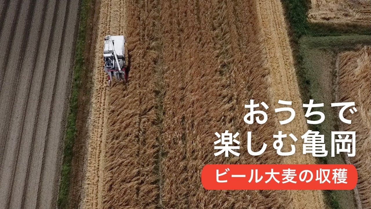 おうちで楽しむ亀岡】ビール大麦の収穫 - YouTube