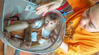 Download Lagu Monkey Pupu wants to go outside, but his mom doesn’t allow him. MP3 Download Lagu Monkey Pupu wants to go outside, but his mom doesn’t allow him. MP3