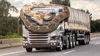 Giant Python Snake Attack Car Most Amazing Animals Videos - Caught On Camera