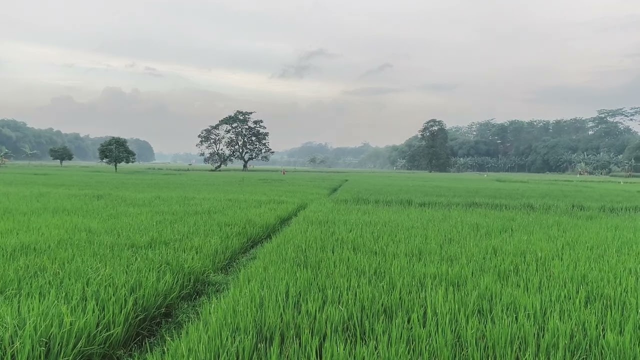 Just peaceful evening, please ignore the vehicle sound, will record only nature sound next time.