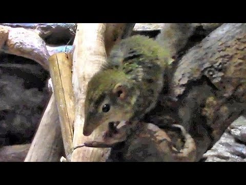 camera iphone 8 plus apk コモンツパイ （上野動物園）Common Treeshrew