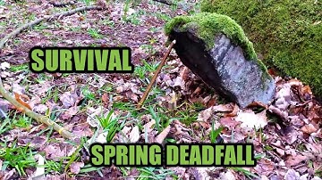 Spring Deadfall Trap ~ Primitive ~ Survival