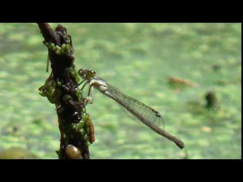 Ever been stared at by a Fragile Forktail Damselfly?