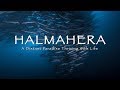 Halmahera diving  a distant cinematic paradise 4k