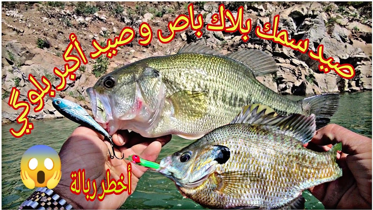أخطر ربالة😱 لي صيد سمك بلاك باص (black bass)و أخطر مصيد ميمشيو ليه غير رياس و صيد البلوگي(bluegill)