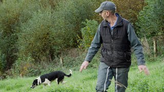 Le border collie du GAEC CV Gosselin à Tessy-Bocage.