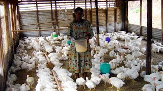 comment reussir  l'elevage des poulets de chairs en afrique avec un petit budget