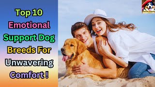 10 Emotional Support Dog Breeds That Provide Unconditional Love And Comfort! by Fantastic animals 142 views 9 months ago 8 minutes, 17 seconds