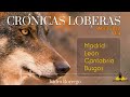 Ataques de Lobo en España - 4ª semana de Abril 2022