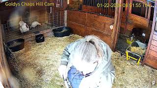 Goldy's Chaos Hill 850am ET mucks area ;Gemmie alley eating;901am lets out 2 Turkeys 1222026