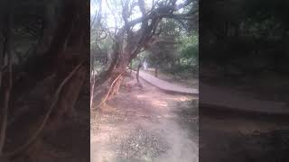 Barsana Dham Parikrama 2015.