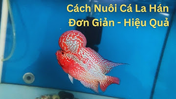 Chia Sẻ Cách Chăm Cá La Hán Đơn Giản Hiệu Quả