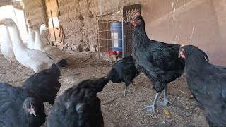 картинка: 2 айлык жерси гигант жожо короздор сатылат