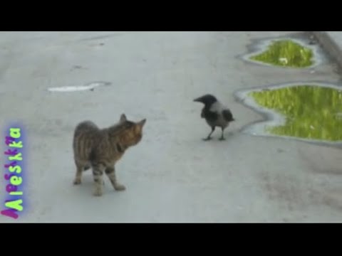 Вороны достают котов.
