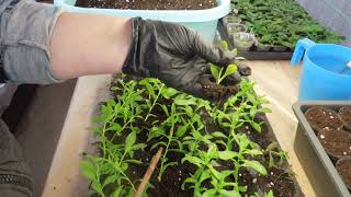 картинка: Остеоспермум  вегетативный зимой .Как укоренился?