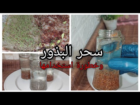 بذور الشيا وبذور القاطونة وبذور الكتان أسرار استخدام البذور للجسم وخاصة للسيدات