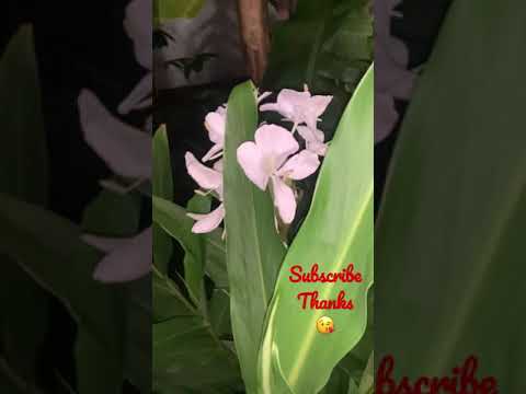 Video: Butterfly Ginger Lily Care - Cultivo de lirios de jengibre Hedychium