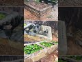 New Flagstone Lily Ponds for Water Lily Grow-Outs!