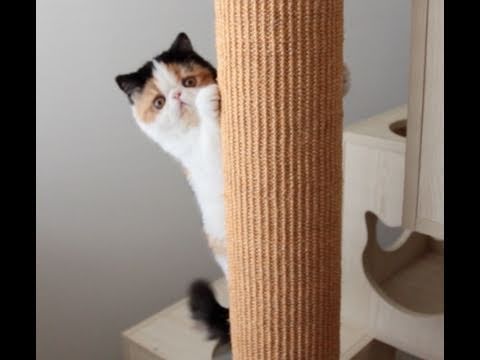 One of Choco Ball's favorite activities is tree climbing. She likes to rapidly climb up and down sisal tree posts. Visit SweetFurr.blogspot.com for more videos and pictures of Choco Ball, a female exotic shorthair kitten.