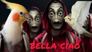 تعليم ببغاء الكوكتيل تغريد نغمة bella ciao