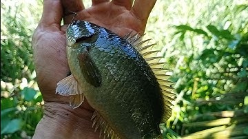 Câu cá rô đồng: con kênh lục bình câu dính cá liên tục, biết chừng nào mới hết cá đây.