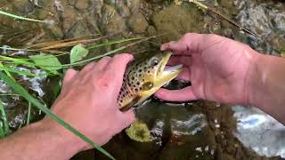 Summer Nymphing on East Branch Clarion River