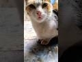 #cat #studywithmeandmycat #threecats #animallovers #catlovers