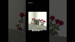 能磕上這么甜的cp是我的福氣!#畢雯珺張予曦超甜花絮  #張予曦  #畢雯珺  #cp2