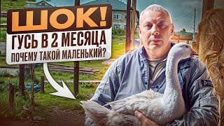 картинка: ШОК! Гусь в 2 месяца — меньше, чем в прошлые годы. Что буду делать?😱💥 #МоеПодворье